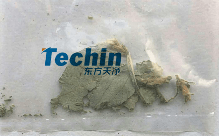 干黄豆叶MR好色先生前