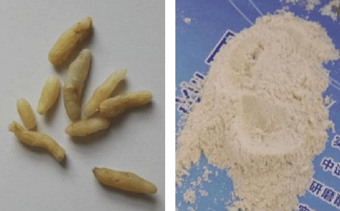麦冬MR好色先生前后
